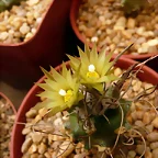 T. Flaviflorus