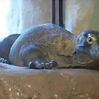 Varanus komodoensis 3 (22-7-17 Faunia)