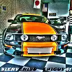 MUSTANG chiguy41 xtra