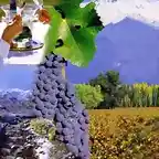 Vinos de Mendoza - Argentina