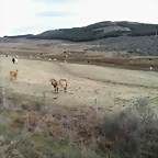 vaques