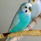 pPERIQUITO2