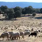 29, rebao de ovejas, marca