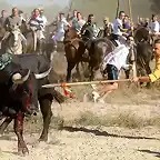 Toro de la Vega