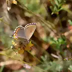 020, bella mariposa, marca