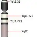 Cromosoma Y