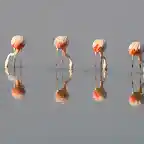 Flamencos