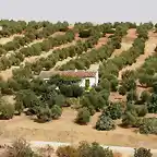 008 cortijo zamora