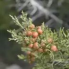 juniperus phoenicea