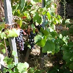 DSCN7514