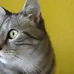 Gatuno Perfil