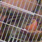 Flapp
