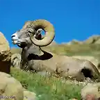 BighornRam5