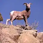 BighornSheep4