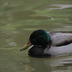 Zoo de Barcelona 31-01-12 381