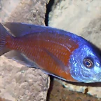 Copadichromis borleyi