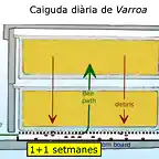 P?ginas desdeAlcover Varroa 20141418812207446_P?gina_3