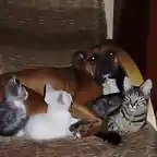 Tara y sus amigos felinos