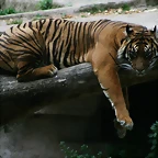 Zoo de Barcelona 118