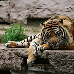 Zoo de Barcelona 315