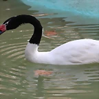 Zoo de Barcelona 12-12-11 729