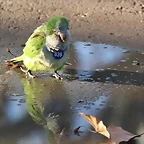Zoo de Barcelona 12-12-11 380