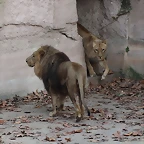 Zoo de Barcelona 12-12-11 677