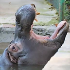 Zoo de Barcelona 12-12-11 208