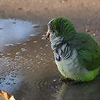Zoo de Barcelona 12-12-11 387