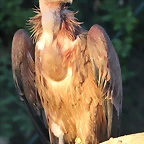 Zoo de Barcelona 12-12-11 578