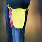 Zoo de Barcelona 12-12-11 435