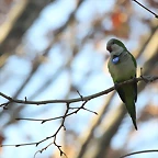 Zoo de Barcelona 12-12-11 409