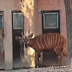 Zoo de Barcelona 12-12-11 480