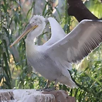 Zoo de Barcelona 12-12-11 153
