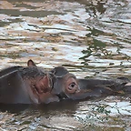 Zoo de Barcelona 12-12-11 238