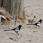Zoo de Barcelona 12-12-11 621