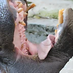 Zoo de Barcelona 12-12-11 201