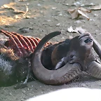 Zoo de Barcelona 12-12-11 595