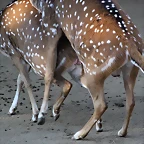 Zoo de Barcelona 12-12-11 267