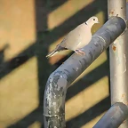 Zoo de Barcelona 12-12-11 306