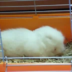 Spam durmiendo!
