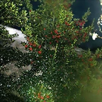 DSCN7253