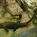 Varanus rudicollis 2 (19-7-23 Akvariet i Bergen)