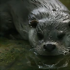 Zoo de Barcelona 314