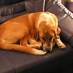 remo