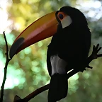 Zoo de Barcelona 17-03-11 333