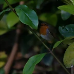 Zoo de Barcelona 17-03-11 553