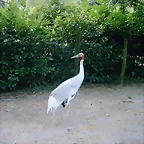 PIC03335
