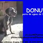 DONUT Sevilla