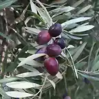 aceitunas 2